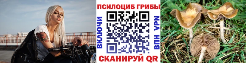 цена   Биробиджан  Галлюциногенные грибы Psilocybe 